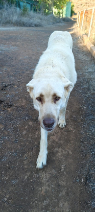 Adoption Rubio