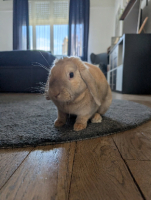 Adopter  lapin : Mozzarella