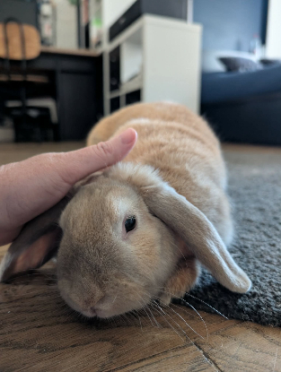 Adopter Mozzarella