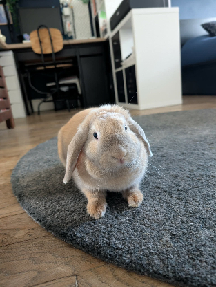 Adopter Mozzarella