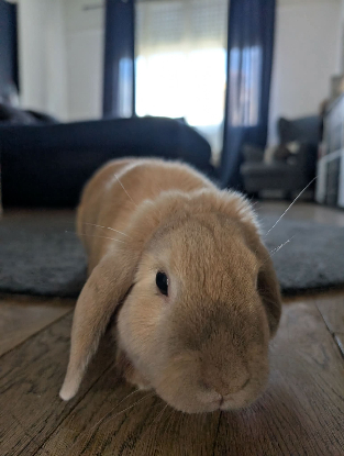 Adoption Mozzarella