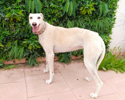 Adopter  chien : Amastista