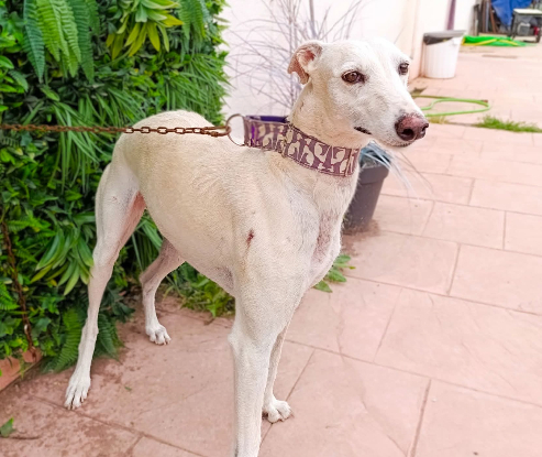 Adopter Amastista