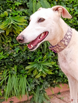 Adopter Amastista