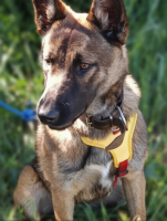 Adopter  chien : Luna