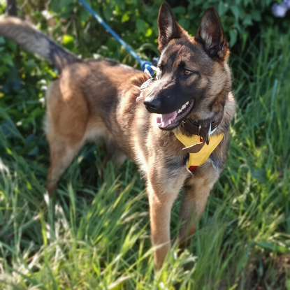 Adopter Luna