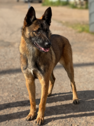 Adopter Luna
