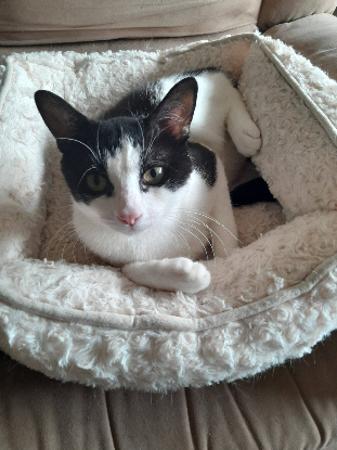 Adopter Peter