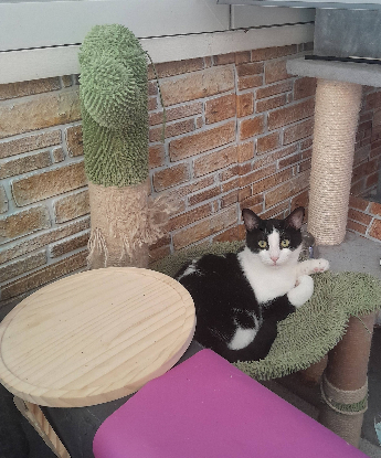 Adopter Peter