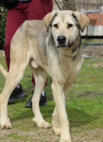 Adopter  chien : Aslan