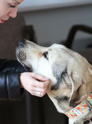 Adopter Aslan