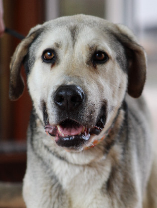 Adopter Aslan