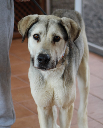 Adoption Aslan