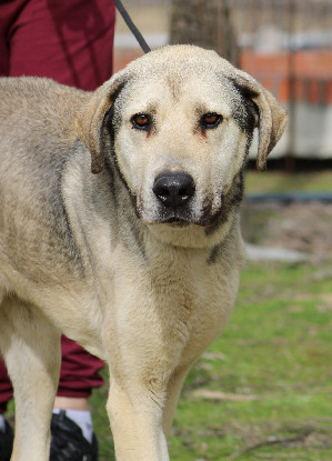 Adoption Aslan