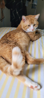Adopter  chat : Titi