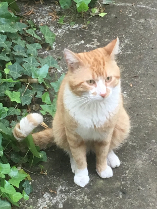Adopter Titi