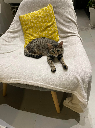 Adopter Daisy