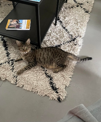 Adoption Daisy