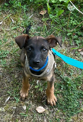 Adopter Snoop