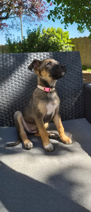 Adopter Silea