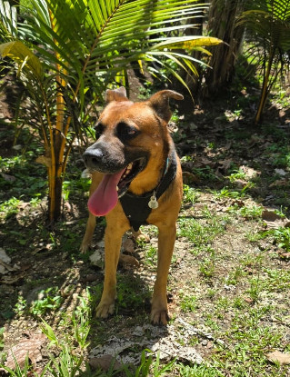 Adopter Karamelo