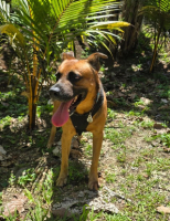 Adopter  chien : Karamelo