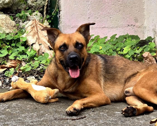 Adopter Karamelo