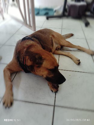 Adopter Karamelo