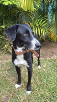 Adopter  chien : Tiana
