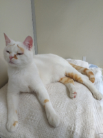 Adopter  chat : Volvic