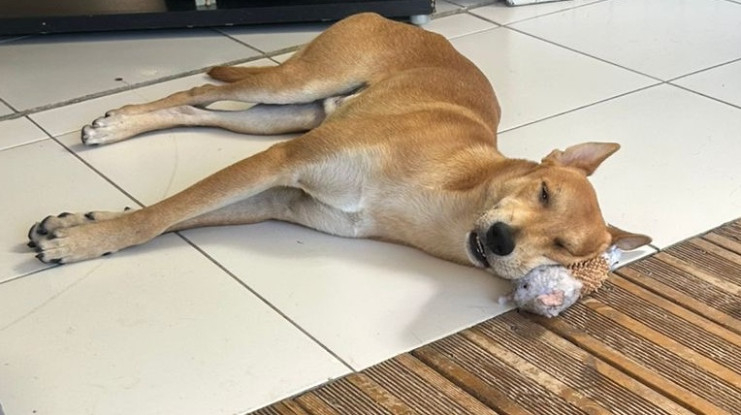 Adopter Foxy