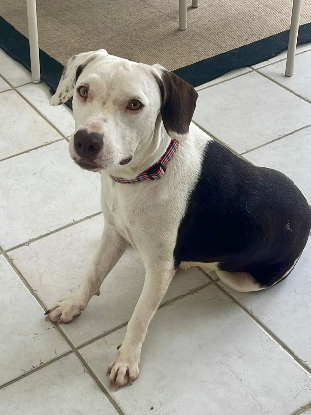 Adopter Denise