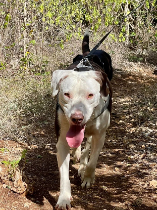Adopter Denise