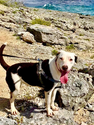Adopter Denise