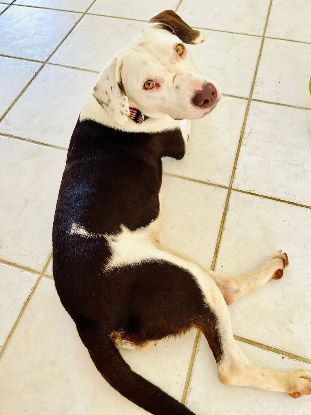 Adoption Denise