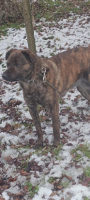 Adopter  chien : Tex
