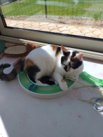 Adopter  chat : Prunelle