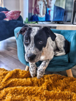 Adopter  chien : Ayana