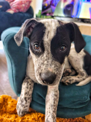 Adopter Ayana