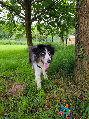 Adopter Boy