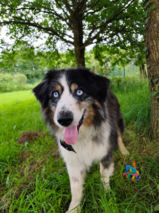 Adopter Boy