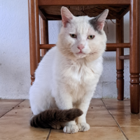 Adopter  chat : Blanco