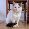 Blanco