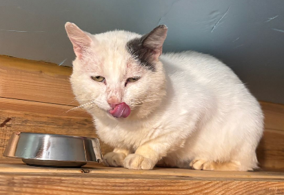 Adopter Blanco