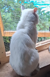 Adopter Blanco
