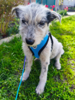 Adopter  chien : Romachka