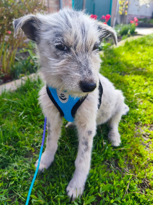 Adopter Romachka