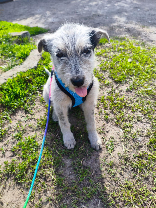 Adopter Romachka