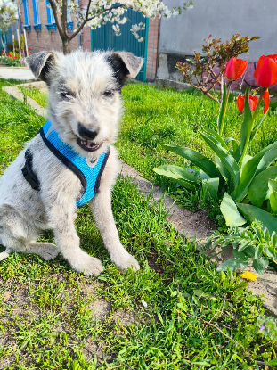 Adoption Romachka