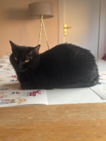 Adopter  chat : Amarris